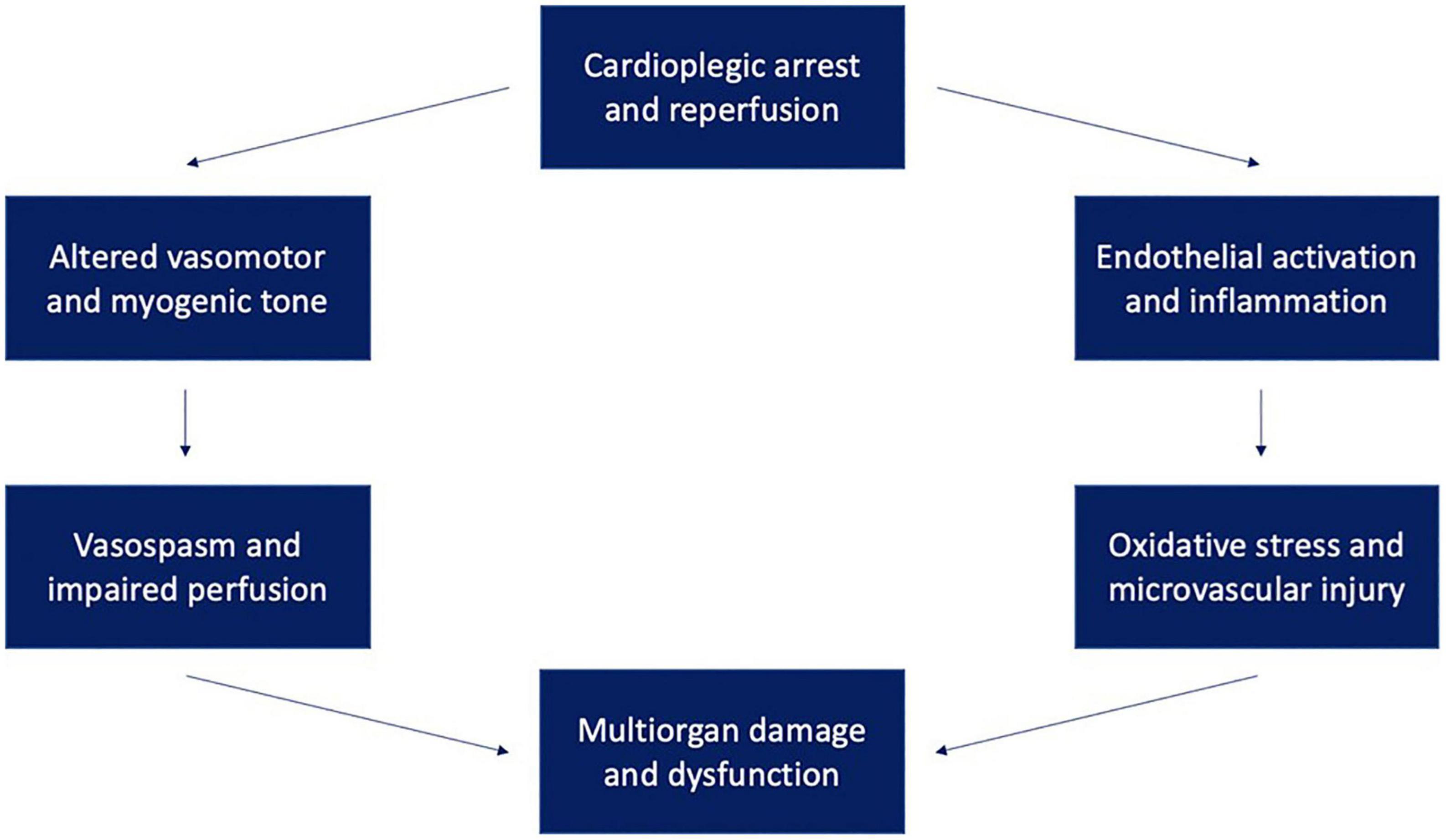 Microvascular dysfunction following cardiopulmonary bypass plays a central role in postoperative organ dysfunction